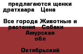 предлагаются щенки дратхаара › Цена ­ 20 000 - Все города Животные и растения » Собаки   . Амурская обл.,Октябрьский р-н